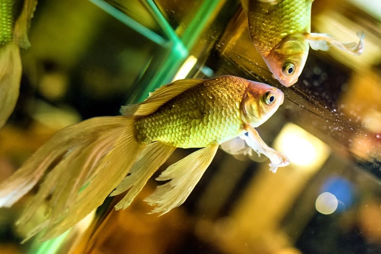 Fantail Goldfish