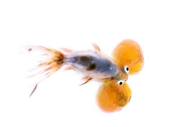 Bubble Eye Goldfish