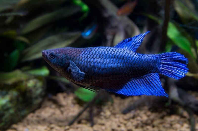 Femelă Betta Fish