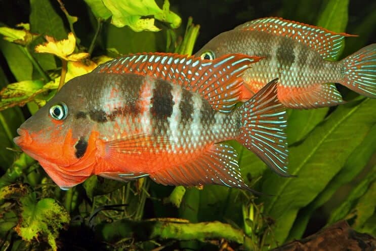Firemouth Cichlid mascul și feminin