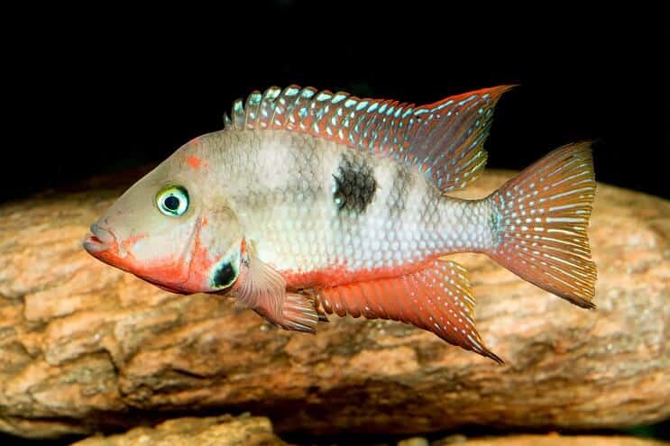 Ciclida Firemouth