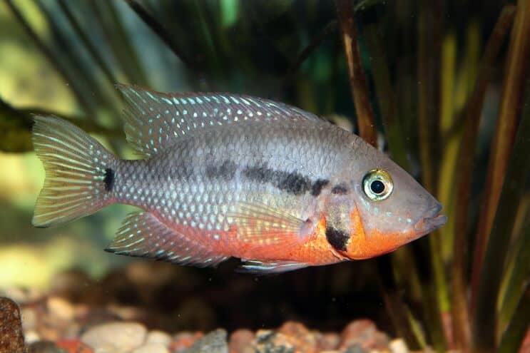Hrănirea ciclidelor Firemouth