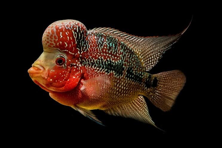 Aspectul Cichlidului Flowerhorn