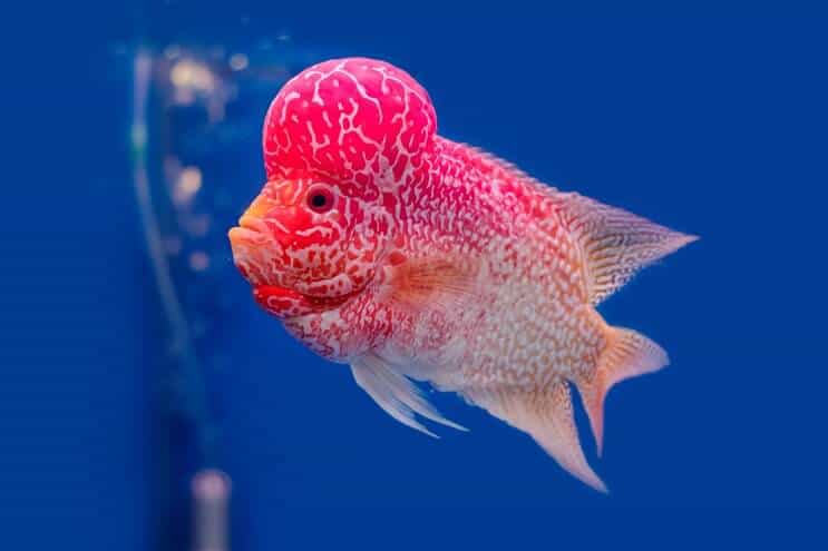 Flowerhorn Cichlid Prezentare generală