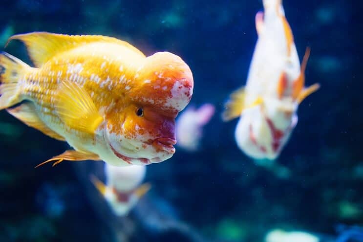 Cichlidul Flowerhorn