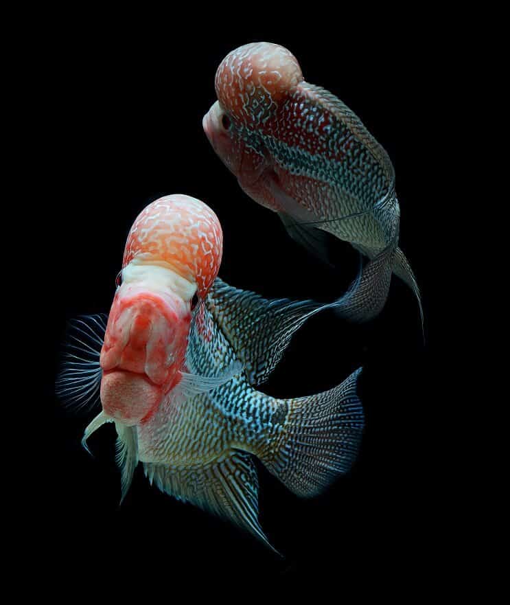 Flowerhorn Cichlid Tank Tates