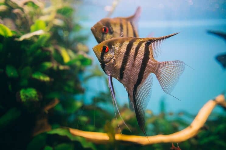 Pește-Angelfish
