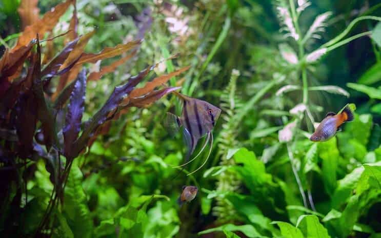 Angelfish Tank Tates