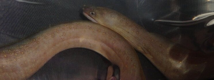 Fulgi de zăpadă de apă dulce Eel