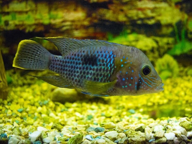 Cichlid Green Terror