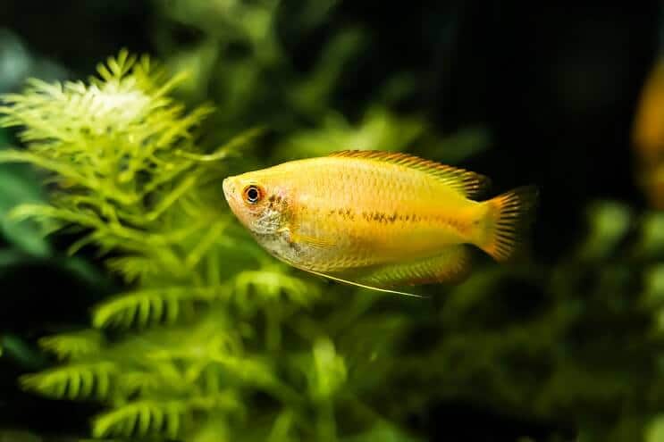 Aspect Honey Gourami