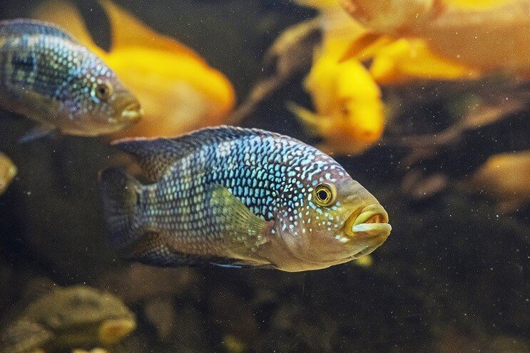 Jack Dempsey Aspect pește