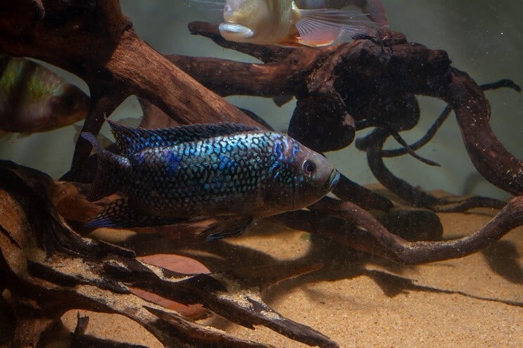 Condițiile rezervorului Jack Dempsey