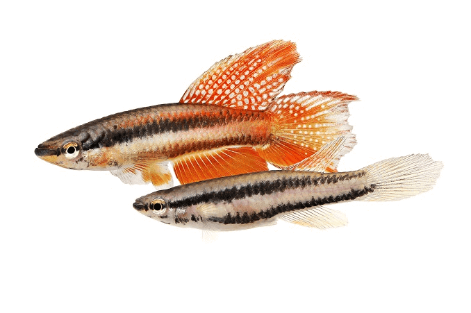 Pereche de Lagos Red Killifish