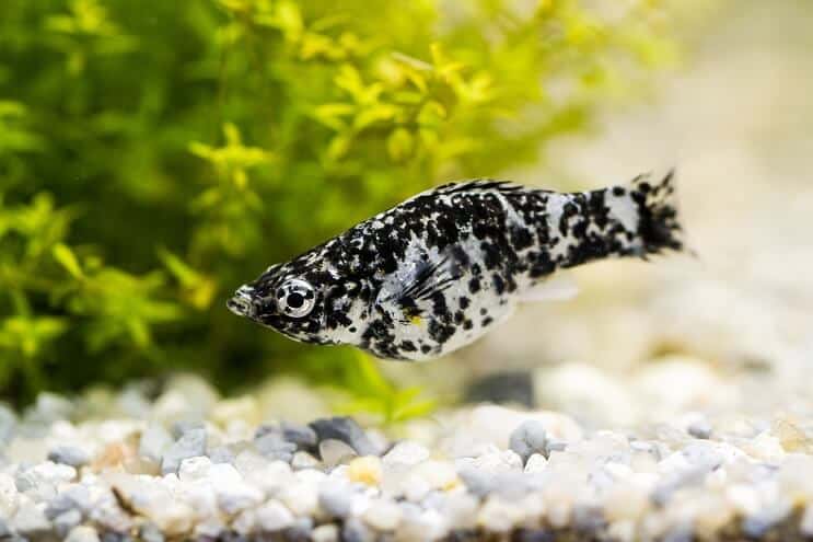 Dalmațian Molly Fish