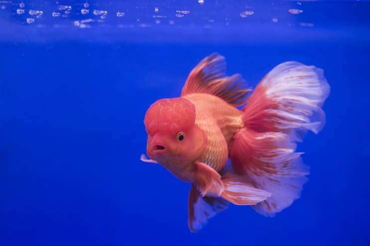 Oranda Goldfish