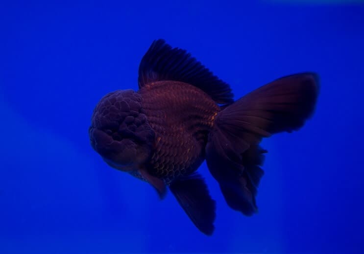 Pește de aur negru Oranda