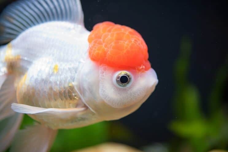 Red Cap Oranda Goldfish