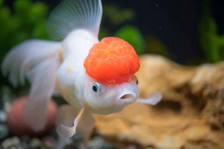Oranda Îngrijirea peștelui auriu