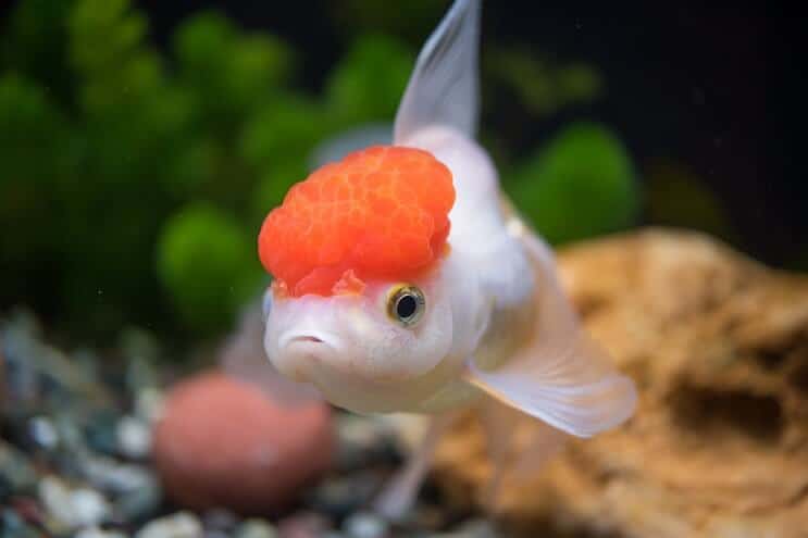 Aspectul Oranda Goldfish