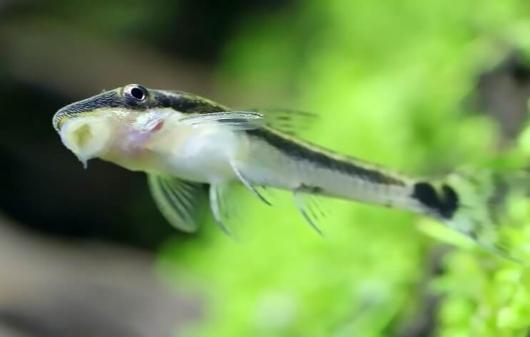 Otocinclus blocat pe rezervor