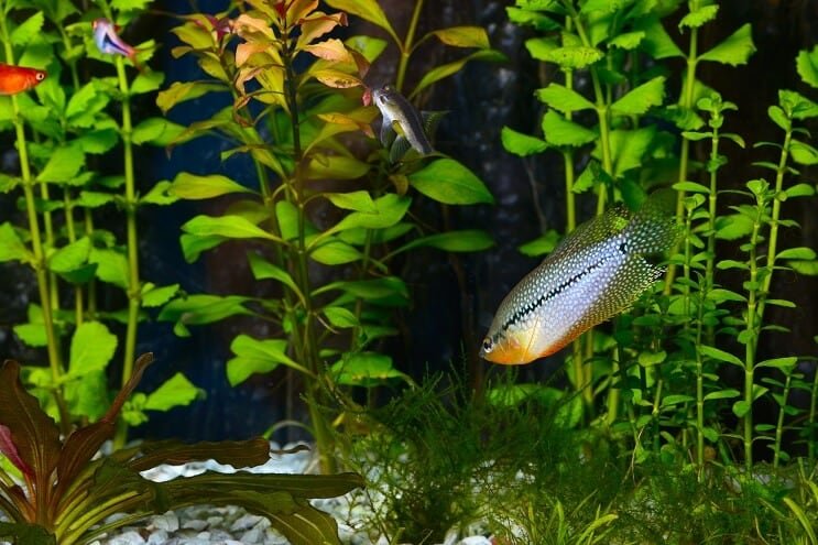 Pearl Gourami într-un acvariu