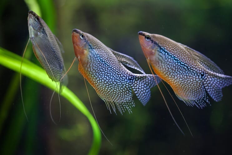 Grup de Pearl Gourami