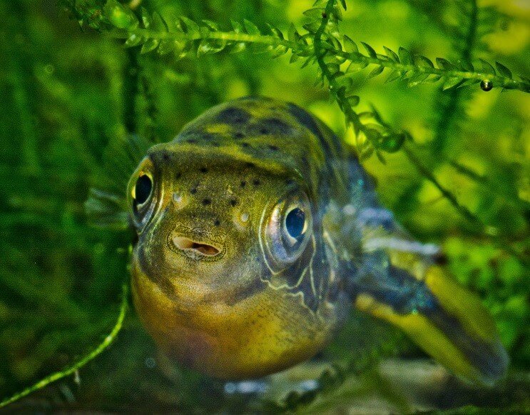 Puffer de mazăre pitic