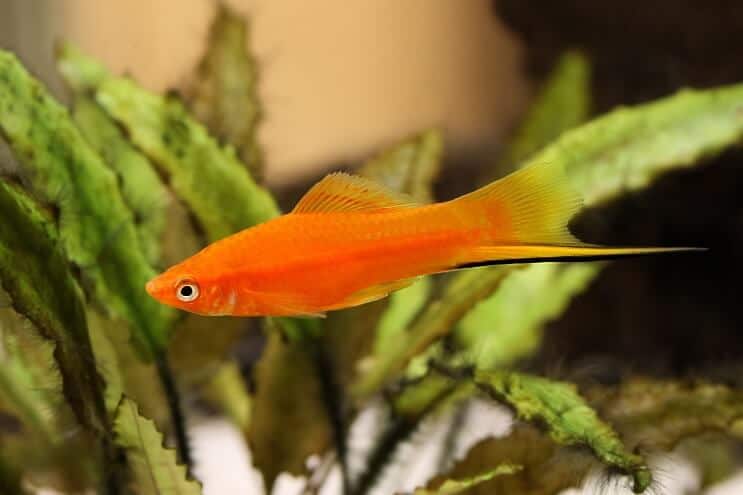 Coadă de spadă Platy Fish