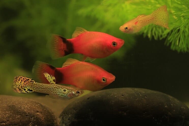 Guppy și Platy