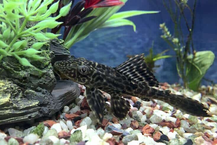 Prezentare generală a Plecostomus