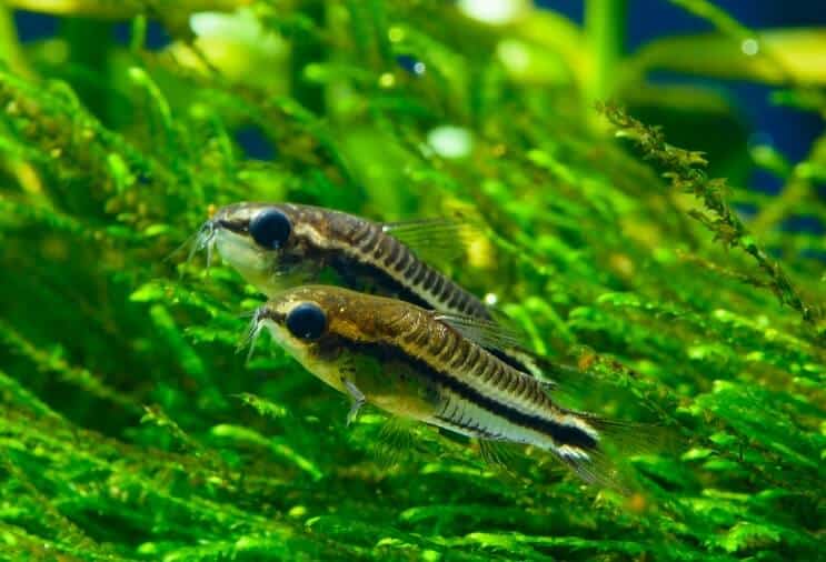 Pygmy Cory Prezentare generală