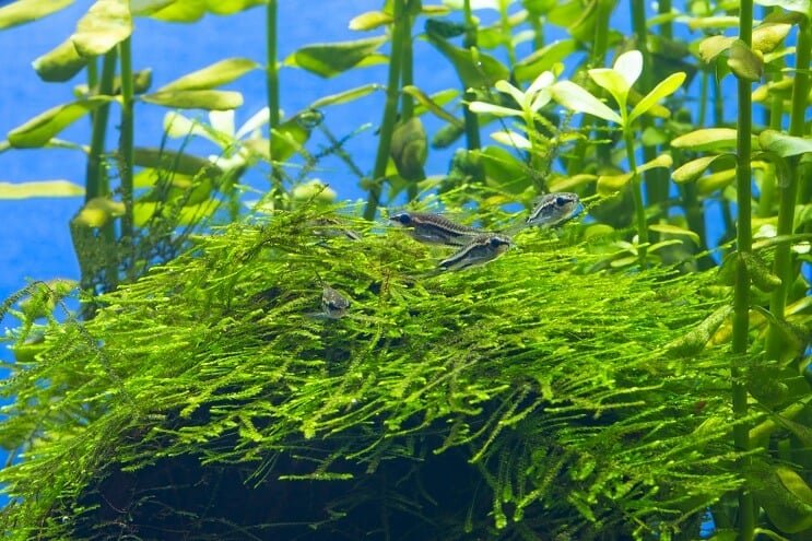 Habitat pigeon Cory