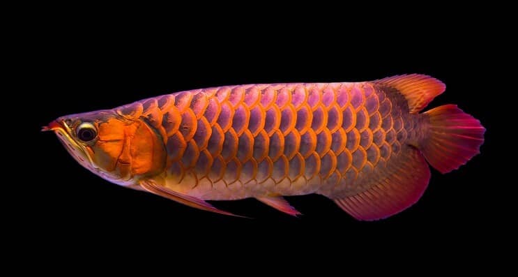 Dieta Arowana Roșie