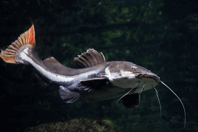 Despre Somnul Redtail