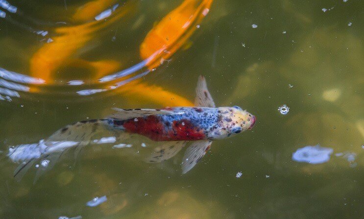 Shubunkin Goldfish într-un iaz