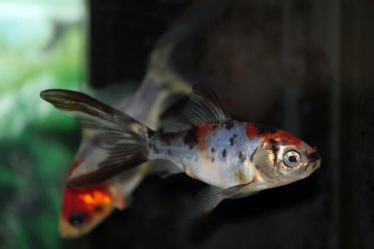 Înot Shubunkin Goldfish