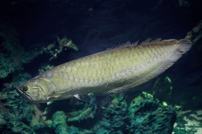 Argint Arowana Apperance