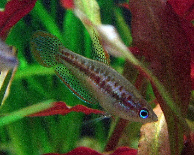 Gourami pigmeu