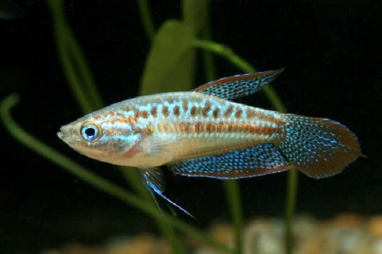 Gourami spumant