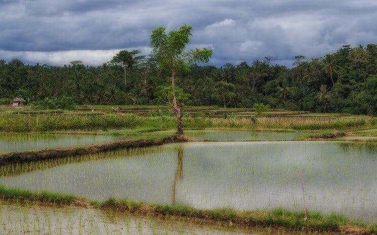 Spumant Gourami Habitat