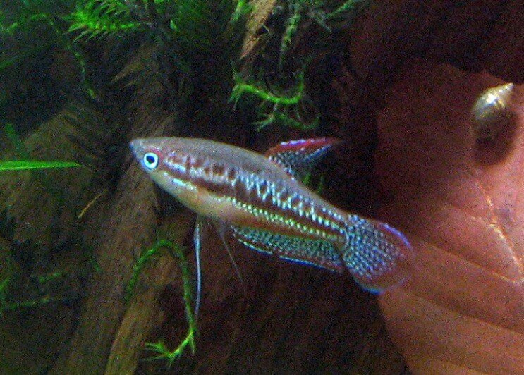 Înot spumant Gourami
