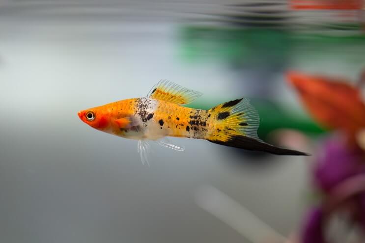 Swordtail Prezentare generală
