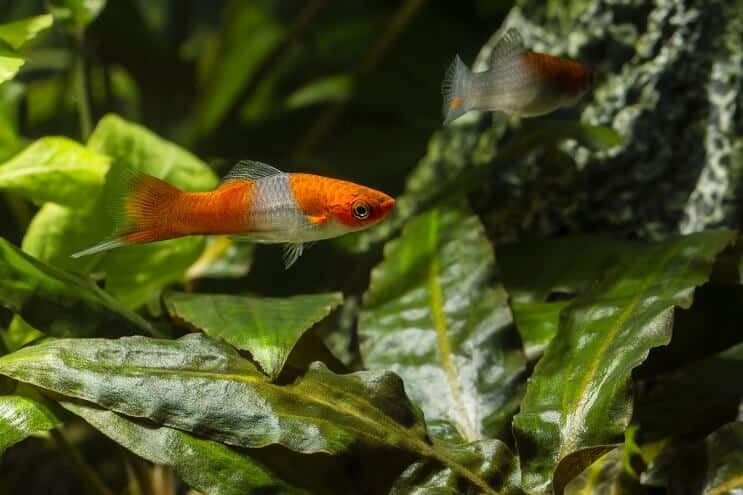 Dieta Swordtail