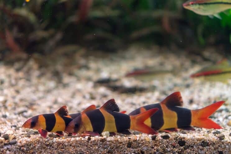 Clown Loach Tank Tates