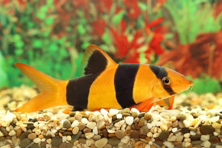 Clown Loach Prezentare generală