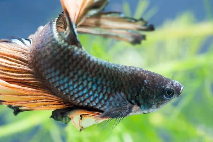 Betta masculin