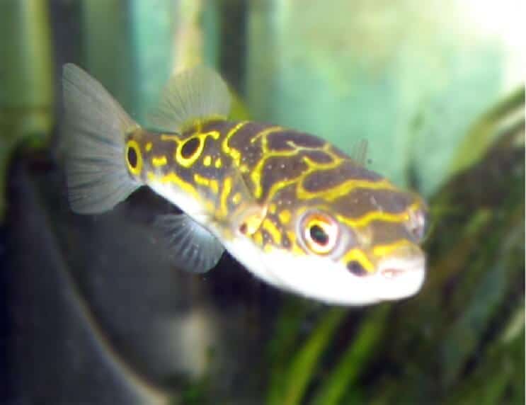 Figura 8 Pește puffer