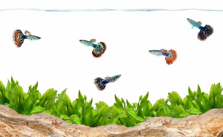 Guppies într-un acvariu
