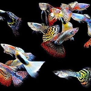 5 Guppies masculi pentru rezervoare tropicale